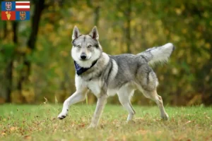 Mehr über den Artikel erfahren Tschechoslowakischer Wolfhund Züchter und Welpen in Südmähren