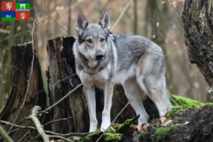 Mehr über den Artikel erfahren Tschechoslowakischer Wolfhund Züchter und Welpen in Ústí