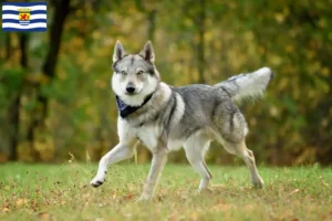 Mehr über den Artikel erfahren Tschechoslowakischer Wolfhund Züchter und Welpen in Zeeland