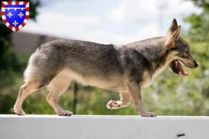 Mehr über den Artikel erfahren Västgötaspets Züchter und Welpen in Centre-Val de Loire