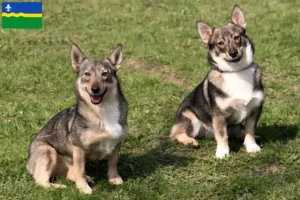 Mehr über den Artikel erfahren Västgötaspets Züchter und Welpen in Flevoland