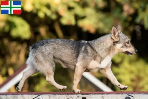 Mehr über den Artikel erfahren Västgötaspets Züchter und Welpen in Groningen