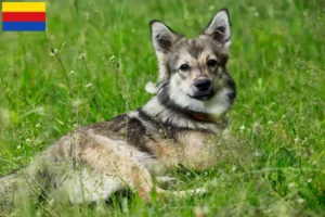 Mehr über den Artikel erfahren Västgötaspets Züchter und Welpen in Nordholland