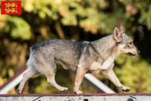 Mehr über den Artikel erfahren Västgötaspets Züchter und Welpen in der Normandie