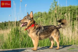 Mehr über den Artikel erfahren Västgötaspets Züchter und Welpen in Okzitanien