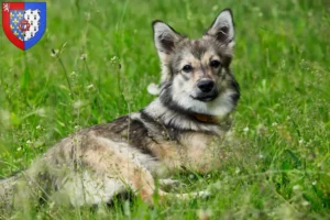 Mehr über den Artikel erfahren Västgötaspets Züchter und Welpen in Pays de la Loire