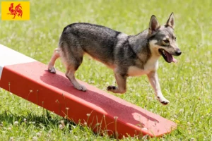 Mehr über den Artikel erfahren Västgötaspets Züchter und Welpen in Wallonische Region