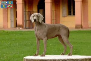 Mehr über den Artikel erfahren Weimaraner Züchter und Welpen in Bourgogne-Franche-Comté