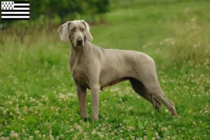 Mehr über den Artikel erfahren Weimaraner Züchter und Welpen in der Bretagne