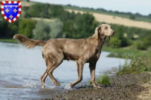 Mehr über den Artikel erfahren Weimaraner Züchter und Welpen in Centre-Val de Loire