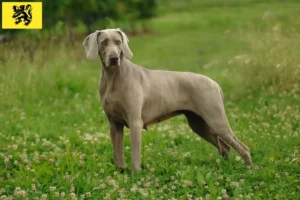 Mehr über den Artikel erfahren Weimaraner Züchter und Welpen in Flandern