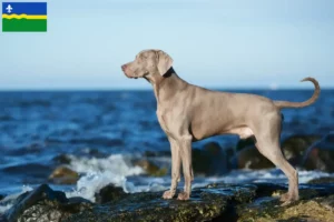 Mehr über den Artikel erfahren Weimaraner Züchter und Welpen in Flevoland