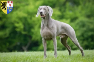 Mehr über den Artikel erfahren Weimaraner Züchter und Welpen in Hauts-de-France