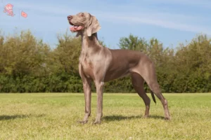 Mehr über den Artikel erfahren Weimaraner Züchter und Welpen in Hovedstaden