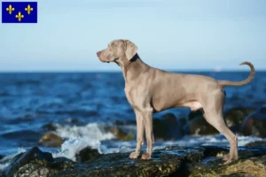 Mehr über den Artikel erfahren Weimaraner Züchter und Welpen in Île-de-France