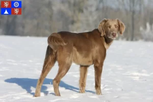 Mehr über den Artikel erfahren Weimaraner Züchter und Welpen in Liberec