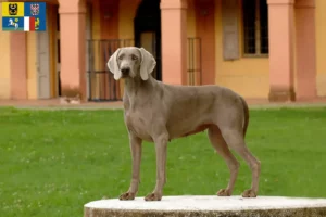 Mehr über den Artikel erfahren Weimaraner Züchter und Welpen in Mähren-Schlesien