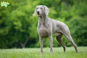 Mehr über den Artikel erfahren Weimaraner Züchter und Welpen in Midtjylland