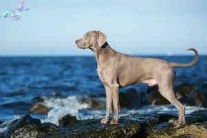 Mehr über den Artikel erfahren Weimaraner Züchter und Welpen in Nordjylland