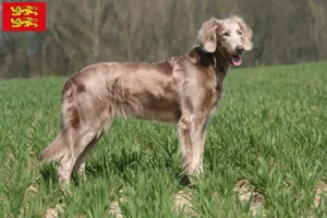 Mehr über den Artikel erfahren Weimaraner Züchter und Welpen in der Normandie