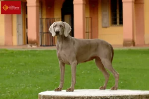 Mehr über den Artikel erfahren Weimaraner Züchter und Welpen in Okzitanien