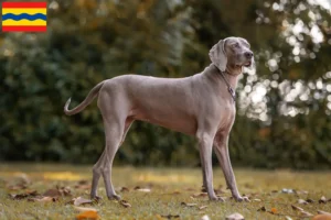 Mehr über den Artikel erfahren Weimaraner Züchter und Welpen in Overijssel