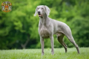 Mehr über den Artikel erfahren Weimaraner Züchter und Welpen in Prag