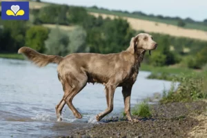 Mehr über den Artikel erfahren Weimaraner Züchter und Welpen in Region Brüssel-Hauptstadt