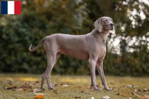 Mehr über den Artikel erfahren Weimaraner Züchter und Welpen auf Réunion