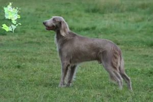 Mehr über den Artikel erfahren Weimaraner Züchter und Welpen in Sjælland