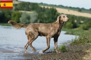 Mehr über den Artikel erfahren Weimaraner Züchter und Welpen in Spanien