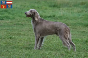 Mehr über den Artikel erfahren Weimaraner Züchter und Welpen in Südmähren