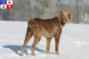 Mehr über den Artikel erfahren Weimaraner Züchter und Welpen in Vysočina