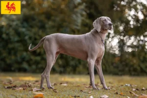 Mehr über den Artikel erfahren Weimaraner Züchter und Welpen in Wallonische Region