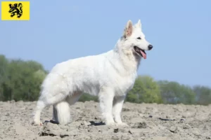 Mehr über den Artikel erfahren Weißer Schweizer Schäferhund Züchter und Welpen in Flandern