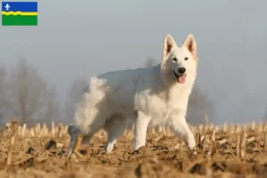 Mehr über den Artikel erfahren Weißer Schweizer Schäferhund Züchter und Welpen in Flevoland