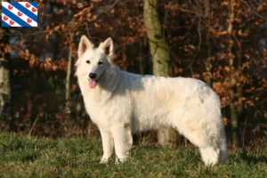 Mehr über den Artikel erfahren Weißer Schweizer Schäferhund Züchter und Welpen in Friesland