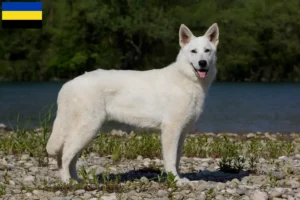 Mehr über den Artikel erfahren Weißer Schweizer Schäferhund Züchter und Welpen in Gelderland