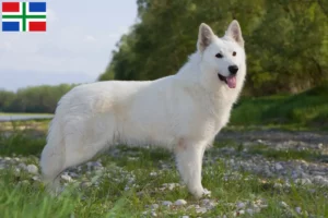 Mehr über den Artikel erfahren Weißer Schweizer Schäferhund Züchter und Welpen in Groningen