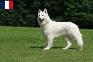 Mehr über den Artikel erfahren Weißer Schweizer Schäferhund Züchter und Welpen in Guadeloupe