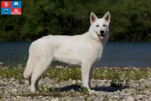Mehr über den Artikel erfahren Weißer Schweizer Schäferhund Züchter und Welpen in Karlsbad