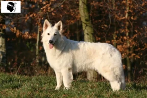 Mehr über den Artikel erfahren Weißer Schweizer Schäferhund Züchter und Welpen auf Korsika