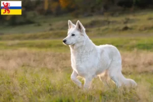 Mehr über den Artikel erfahren Weißer Schweizer Schäferhund Züchter und Welpen in Limburg