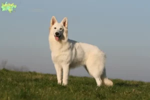 Mehr über den Artikel erfahren Weißer Schweizer Schäferhund Züchter und Welpen in Midtjylland