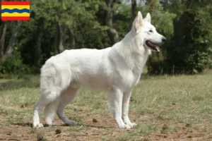 Mehr über den Artikel erfahren Weißer Schweizer Schäferhund Züchter und Welpen in Overijssel