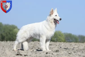 Mehr über den Artikel erfahren Weißer Schweizer Schäferhund Züchter und Welpen in Pays de la Loire