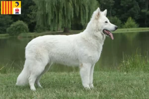 Mehr über den Artikel erfahren Weißer Schweizer Schäferhund Züchter und Welpen in der Provence-Alpes-Côte d’Azur