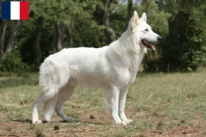 Mehr über den Artikel erfahren Weißer Schweizer Schäferhund Züchter und Welpen auf Réunion