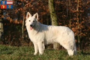 Mehr über den Artikel erfahren Weißer Schweizer Schäferhund Züchter und Welpen in Südmähren
