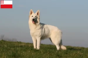 Mehr über den Artikel erfahren Weißer Schweizer Schäferhund Züchter und Welpen in Utrecht